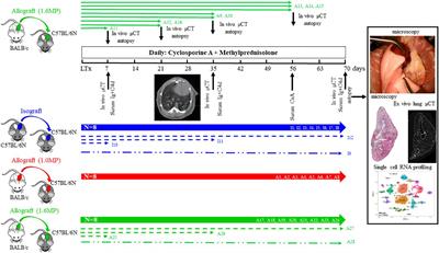 The nature of chronic rejection after lung transplantation: a murine orthotopic lung transplant study